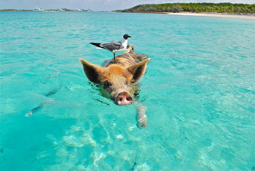 Discover Island Sanctuary at The Ocean Club, Bahamas