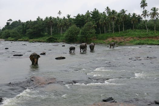 Explore Jungle Peaks at The Rainforest Ecolodge, Sri Lanka