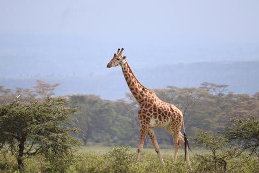 Best Hotels for Wildlife and Safari Adventures
