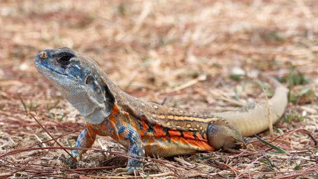 Villas Surrounded by Exotic Wildlife